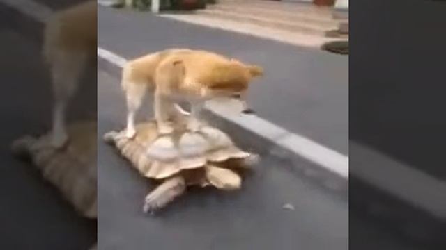 Ржачные приколы Собака на заниженной приоре смотреть онлайн