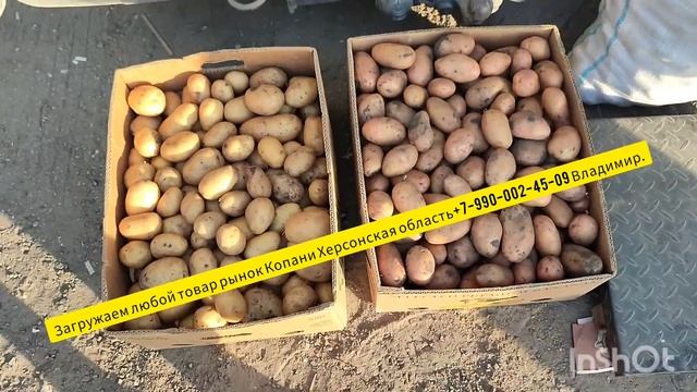 08-07-2024 г Цены сегодня рынок Копани Херсонская область.Помидор в спроси 100 р.