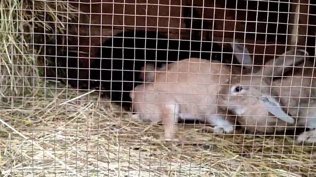 Так делать нельзя! Подсаживаем крола к крольчихам.... смотреть онлайн