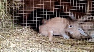 Так делать нельзя! Подсаживаем крола к крольчихам....