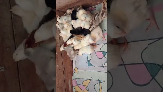 Цыплята (курицы вывод в инкубаторе) готовы смотреть онлайн