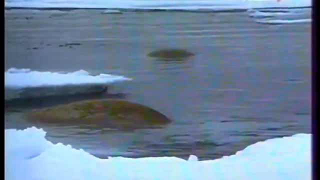 Россия - Диалоги о животных (не до конца) - 18.04.2004