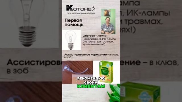 Как правильно кормить птиц смотреть онлайн