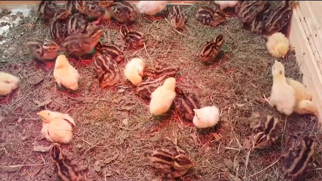 Цыплята перепелов 5 дней!!🤴🤴🤴
