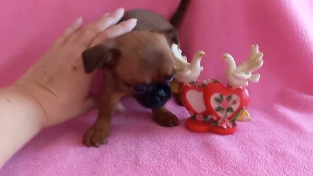 Малютка Даби  !