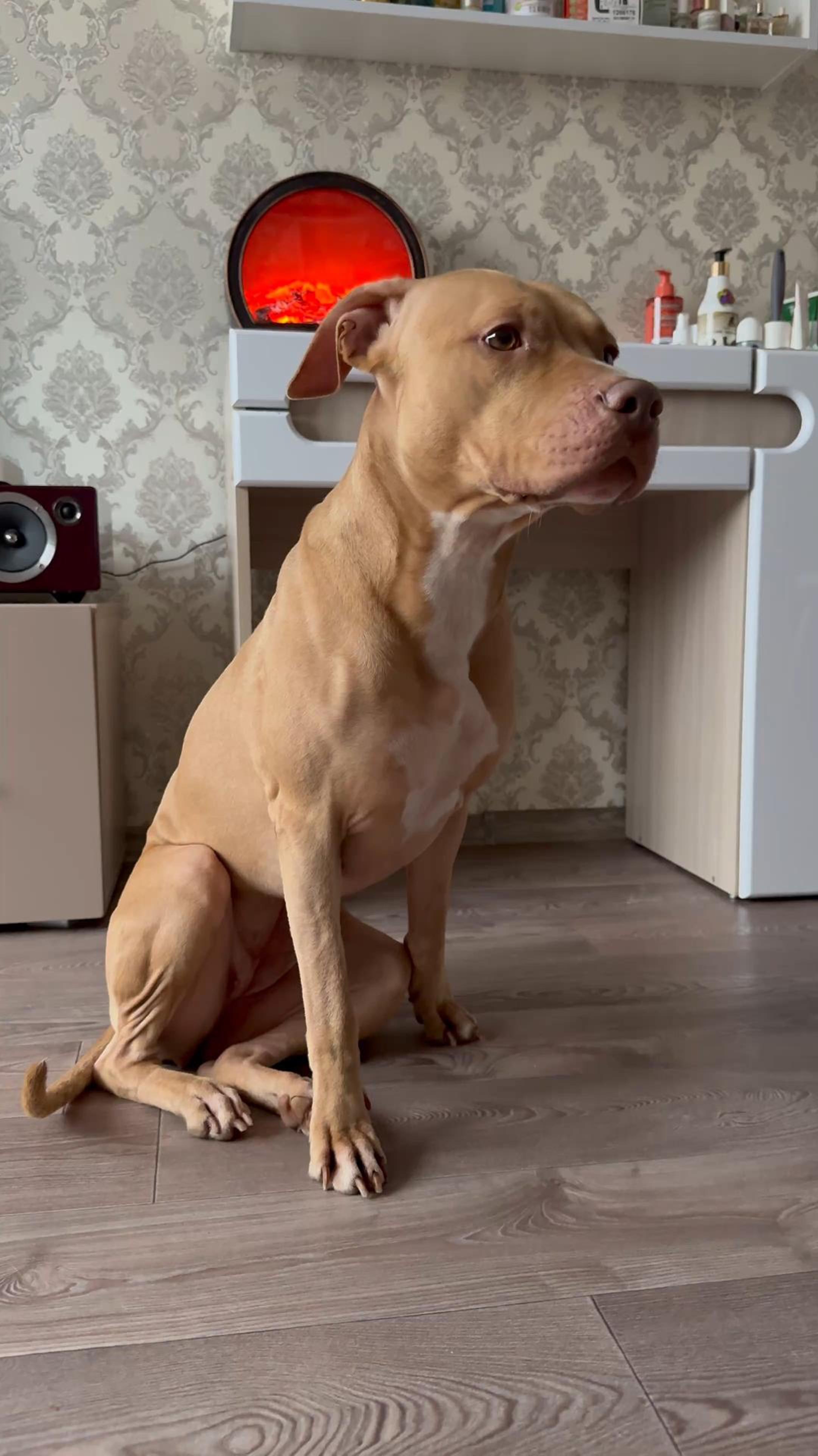 Питбуль - Зажгла Новогодний Каминчик, С Наступающим Новым годом #pitbull смотреть онлайн
