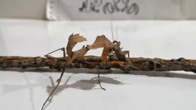 Mantis Deroplatiys Desiccata L6