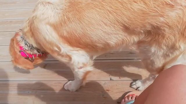 Golden Retriever Portugal. Порода собак Золотой Ретривер в Португалии 🇵🇹@YouTube  (3)