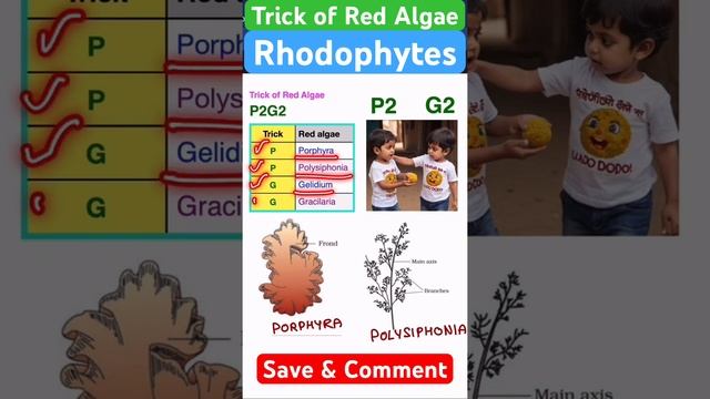 #tricks #redalgae #rhodophytes смотреть онлайн