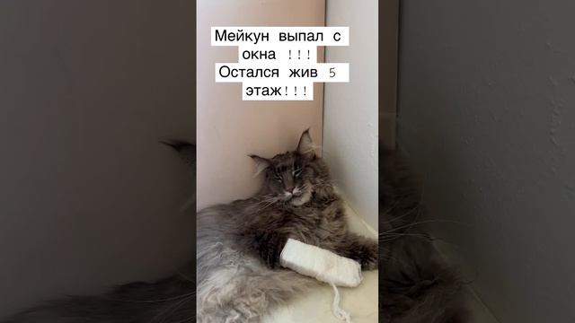 Мейкун ВЫПАЛ С ОКНА #мейкун#турция#стамбул #кот#травма # смотреть онлайн