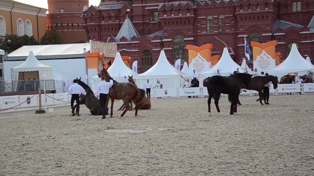 лошади красивые создания смотреть онлайн