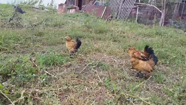 Бентамки гуляют .#Деревенскоесело смотреть онлайн