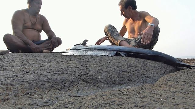 Парусник рыбы божьего бытия. Индия, 24