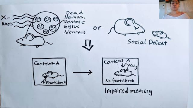 Unit 4 Part 2: Sleep and Memory смотреть онлайн