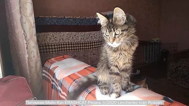 Как котенок Мейн Кун на солнышке позировал смотреть онлайн