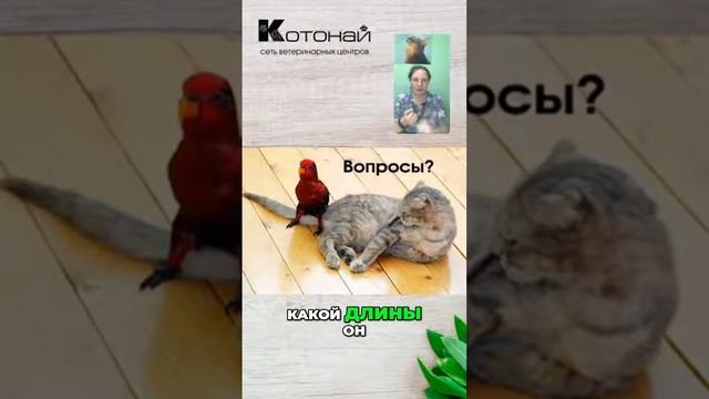 Правильный уход за клювом смотреть онлайн