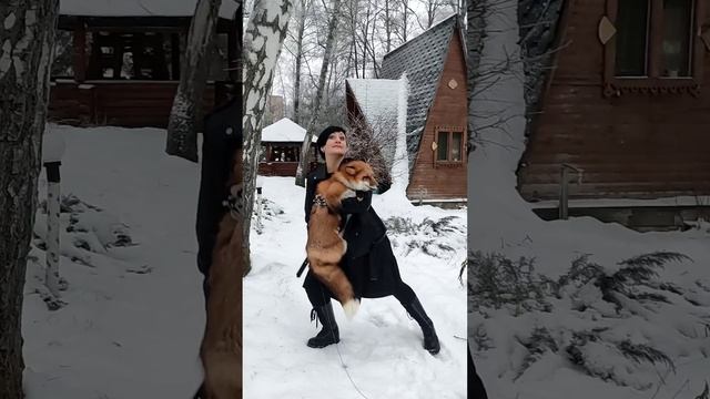 Фотосессия с лисой🤗🤘 смотреть онлайн