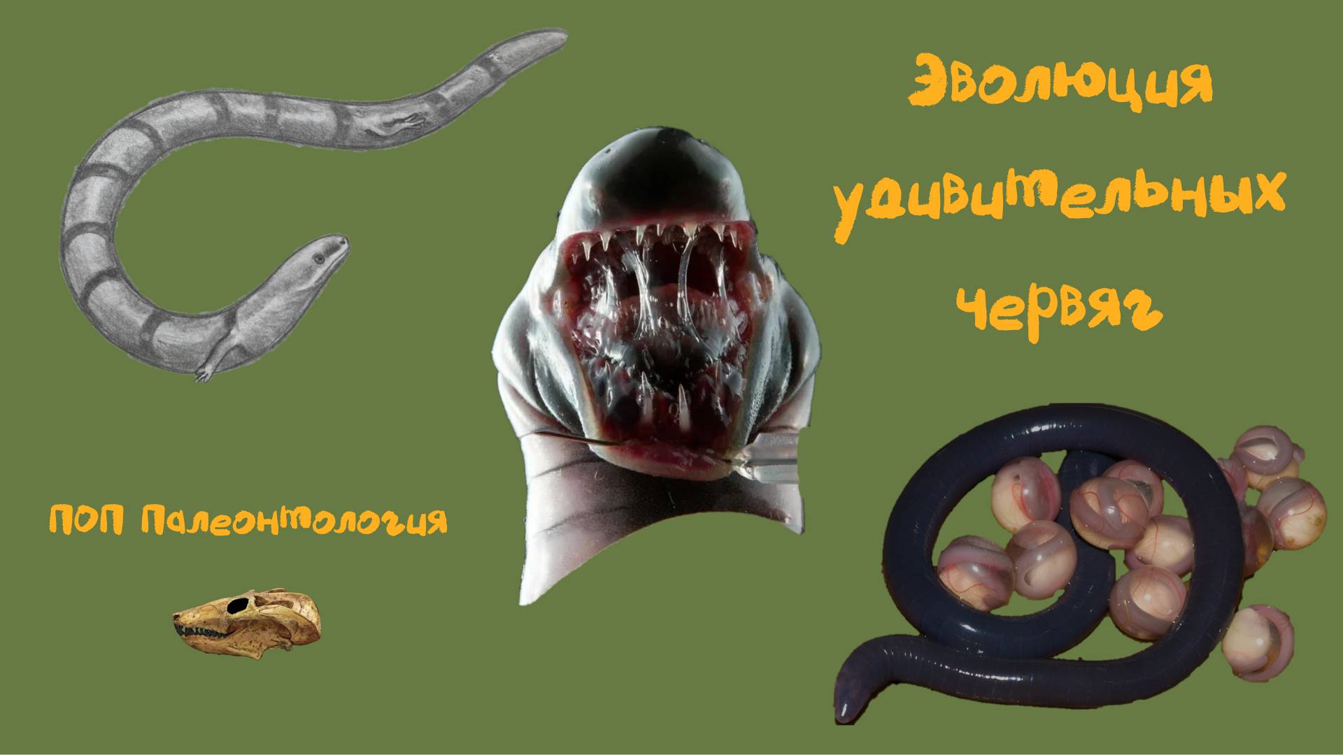 Эволюция удивительных червяг. ПОП Палеонтология смотреть онлайн