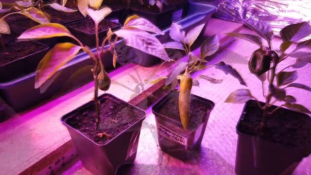 Paprika Chili befruchten Künstliche Befruchtung bei Jungpflanzen ERNTEGLÜCK смотреть онлайн