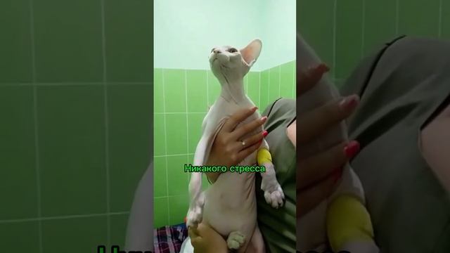 Лечим, гладим, любим💚 смотреть онлайн