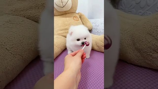 Who doesn't have a cute little one yet 😜# Cute to Explosion 💥 # Record the daily life of pets