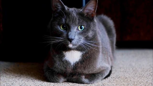 Звуки кошек. Любимые звуки кошек. Мяуканье