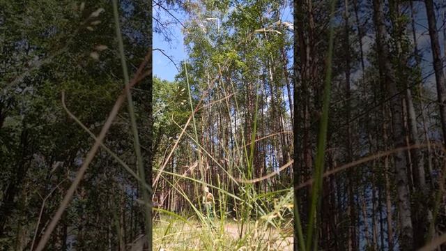 Едем на речку купаться большой компанией на 6 велосипедах по сосновым лесам #покатушки смотреть онлайн