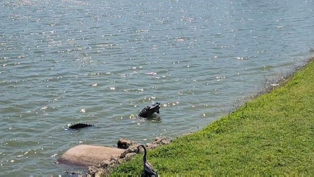 Alligator Eating Fish