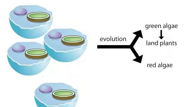 Origin of chloroplasts смотреть онлайн
