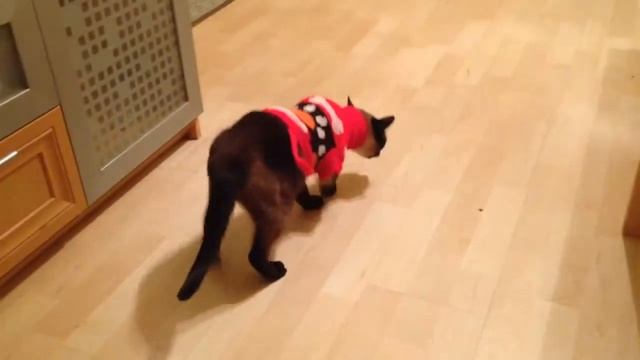 Тая в костюмчике смотреть онлайн