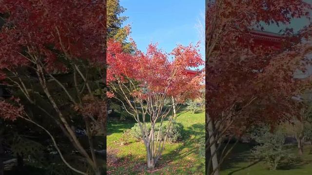 японский сад Краснодар белка на фоне пагоды смотреть онлайн