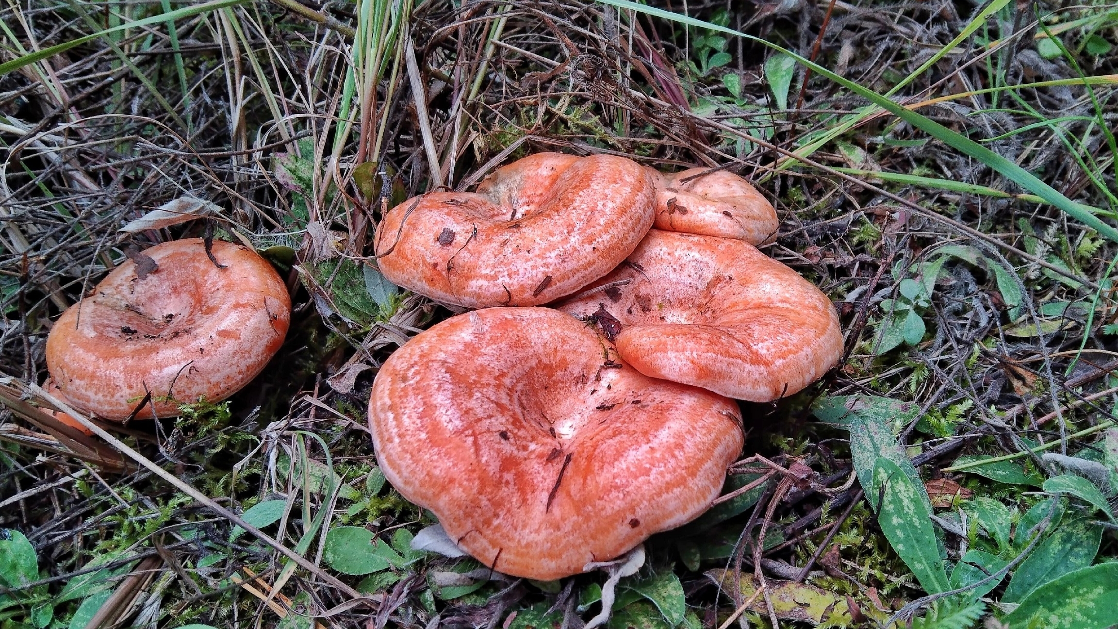 ЦАРСКИЙ ГРИБ РЫЖИК. ПОШЛИ РОДИМЫЕ!!! Сбор грибов 2023 смотреть онлайн