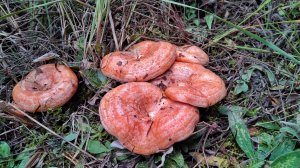 ЦАРСКИЙ ГРИБ РЫЖИК. ПОШЛИ РОДИМЫЕ!!! Сбор грибов 2023