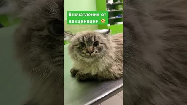 Кот Барсик на вакцинации смотреть онлайн