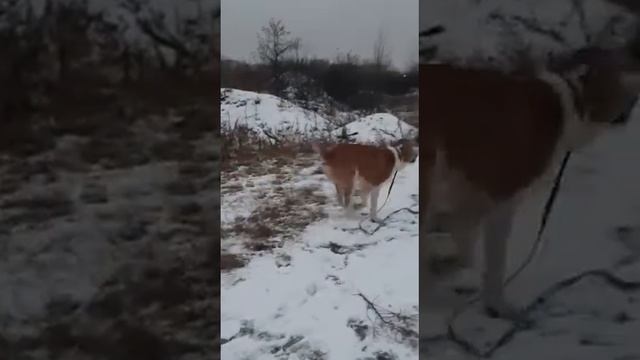 ЗУР БАШИ ЧОПАР ♂️12 мес (выпускник питомника) г. Омск смотреть онлайн