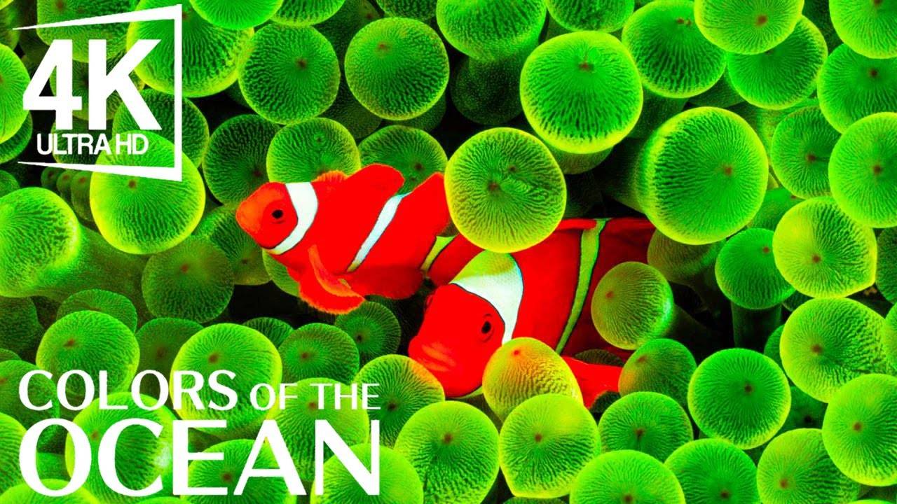 Лучший расслабляющий аквариум🐠Спокойная музыка для души, сна и отдыха / Relax and Meditation