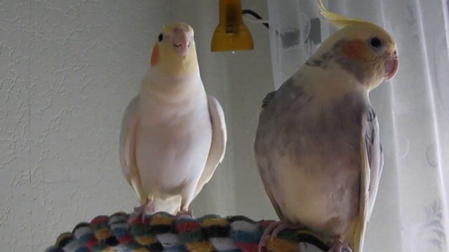 Корелла поет смотреть онлайн