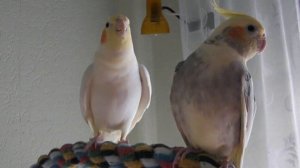 Корелла поет