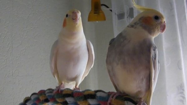 Корелла поет