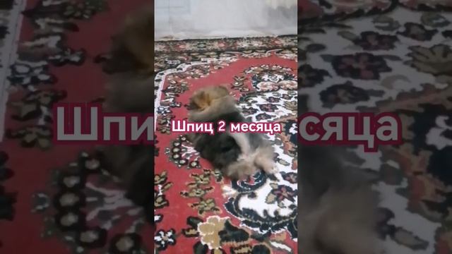 Реакция на кота, характер показывает молодец