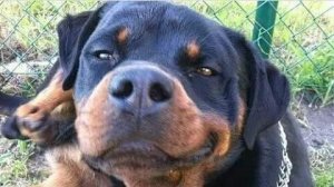 Автоматическая кормушка для собак на солнечных панелях