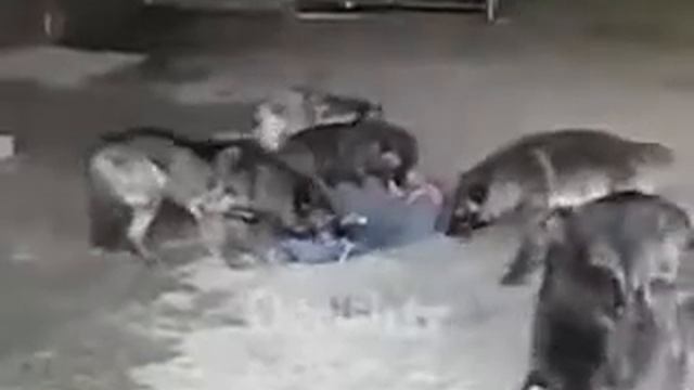 волки напали на человека смотреть онлайн