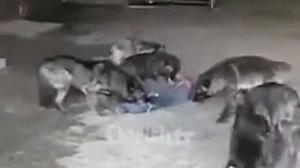 волки напали на человека