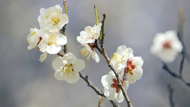 Апостол, Евангелие и Святые дня. Собор Архангела Гаврии́ла. (26.07.24) смотреть онлайн