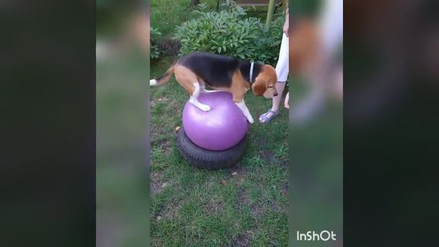 Dog fitness(3rd training) смотреть онлайн