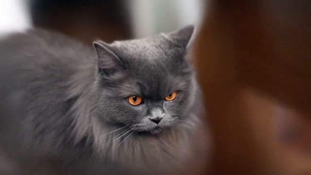 Масик смотреть онлайн