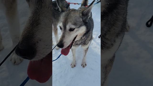Petite visite du territoire avec les filles! смотреть онлайн