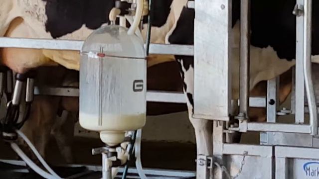 Milking Jasmine The Cow - Milking Demonstration