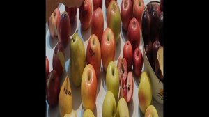 . Обзор, дегустация, зимних сортов яблок. Сад Тоторова, Саяногорск, Хакасия.