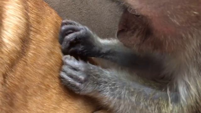 Monkey Grooming A Dog!